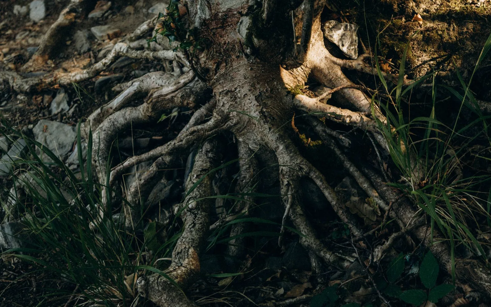 Ashwagandha Root Extract Nedir? Faydaları, Kullanımı ve Takviye Gıdada Kullanım Oranı