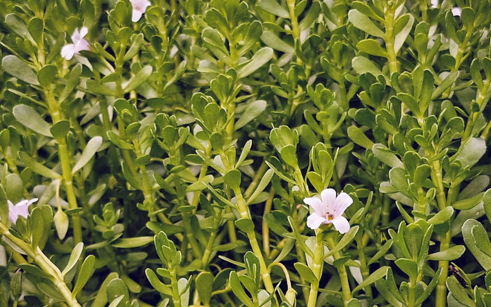Bacopa Monnieri Extract Nedir? Faydaları, Kullanımı ve Takviye Gıdada Kullanım Oranı