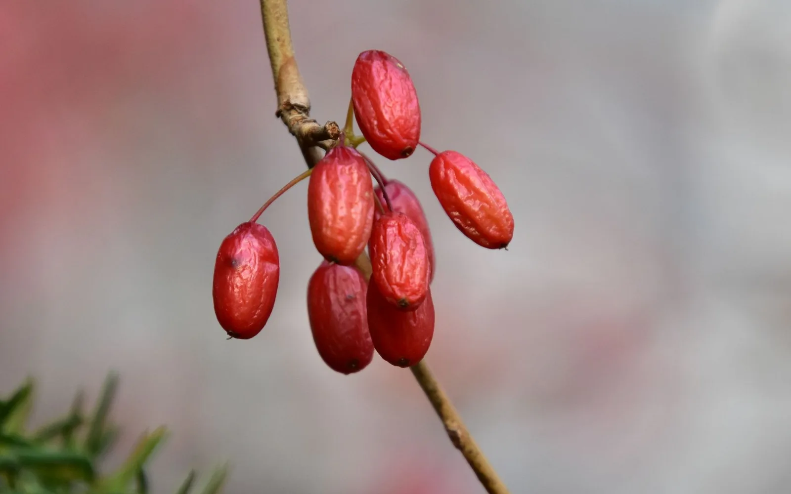 Berberis Vulgaris Extract 25:1 Nedir? Faydaları, Kullanımı ve Takviye Gıdada Kullanım Oranı