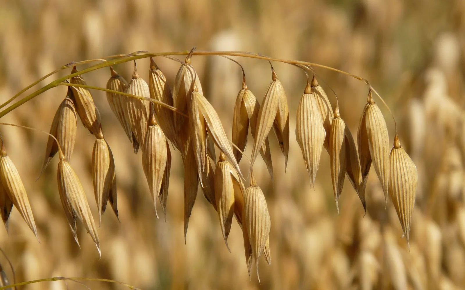 Beta Glucan Extract %70 Nedir? Faydaları, Kullanımı ve Takviye Gıdada Kullanım Oranı
