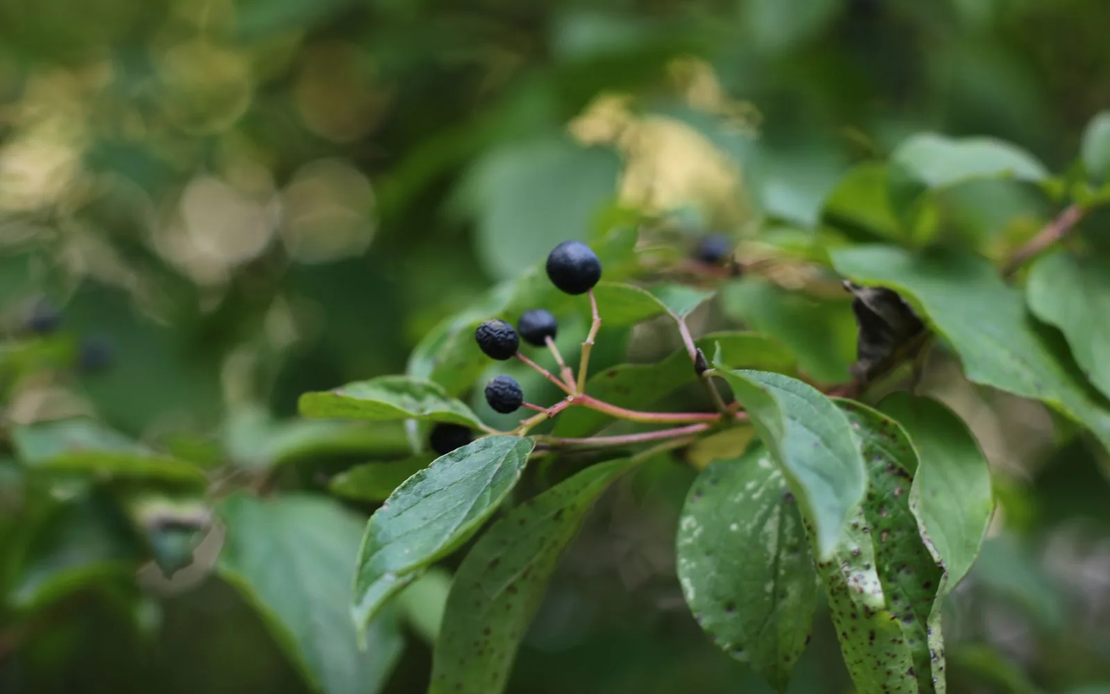 What is Bilberry Extract 25% Proanthocyanidins? Benefits, Usage, and Usage Rate in Dietary Supplements