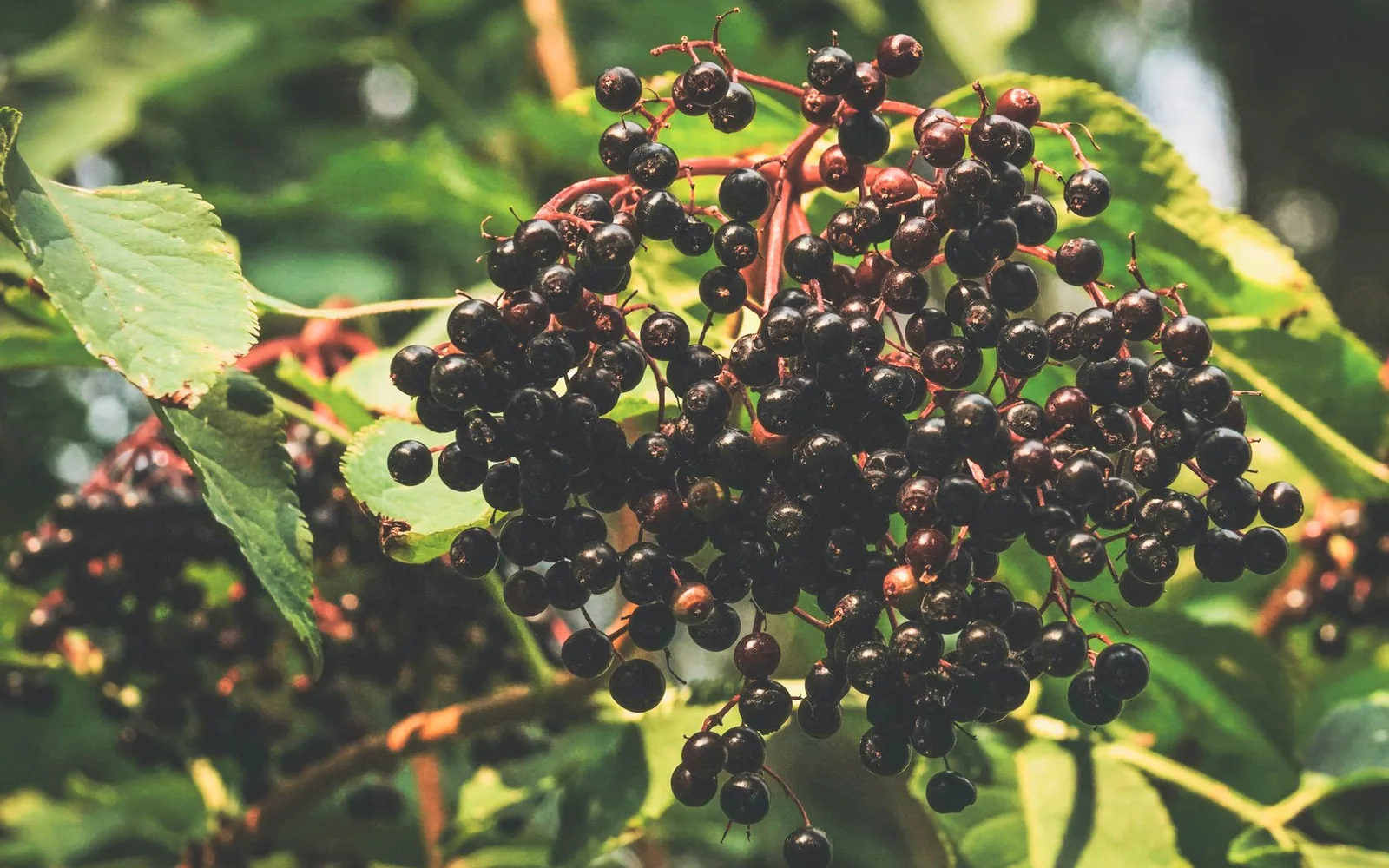 What is Black Elderberry Extract? Benefits, Usage, and Dosage in Dietary Supplements