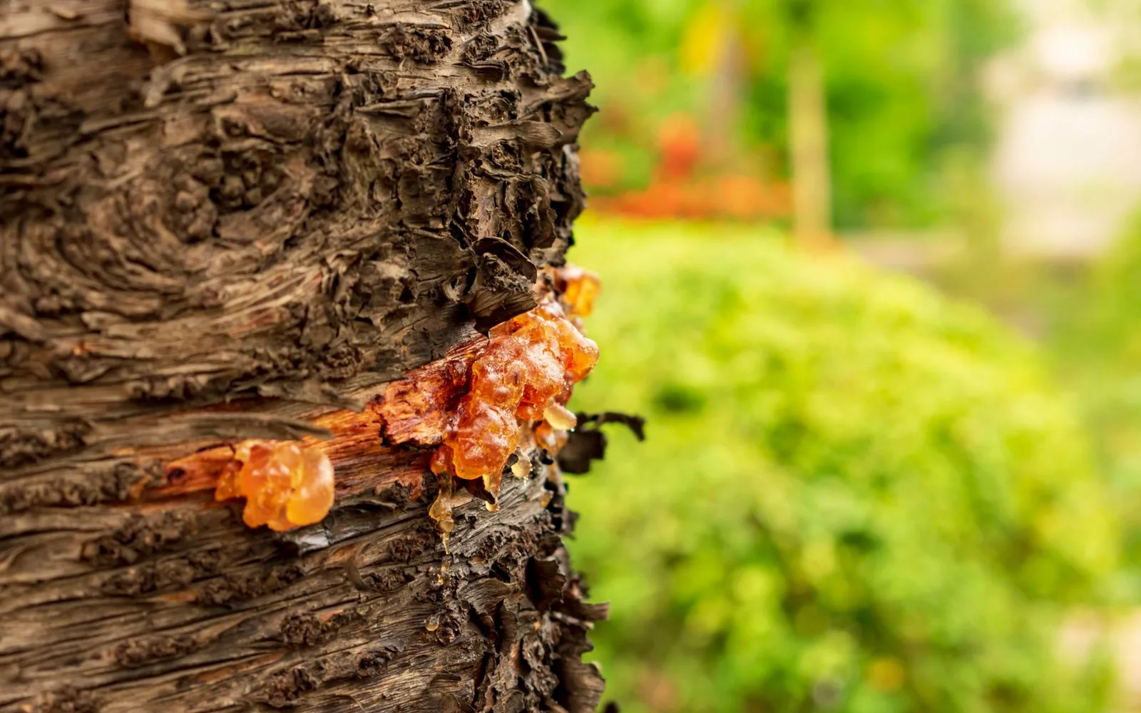 What is Boswellia Serrate Extract 10:1? Benefits, Usage, and Dosage in Dietary Supplements