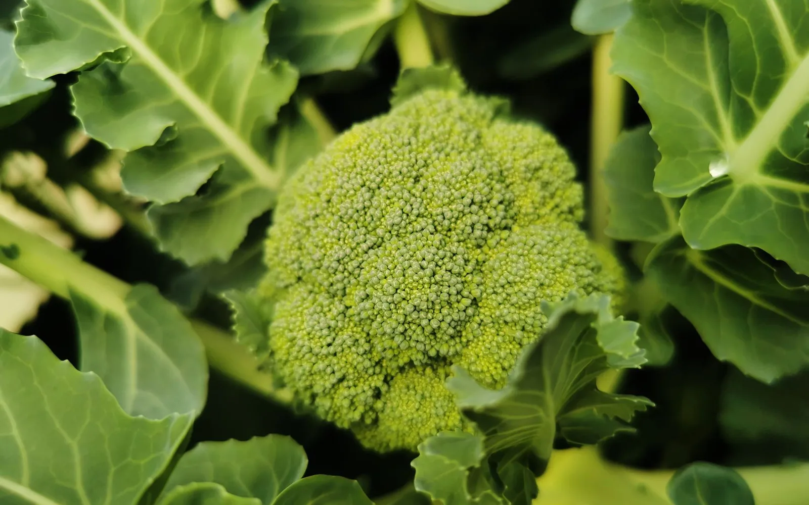 What is Broccoli Extract %0.5 Sulforaphane? Benefits, Usage, and Dosage in Dietary Supplements