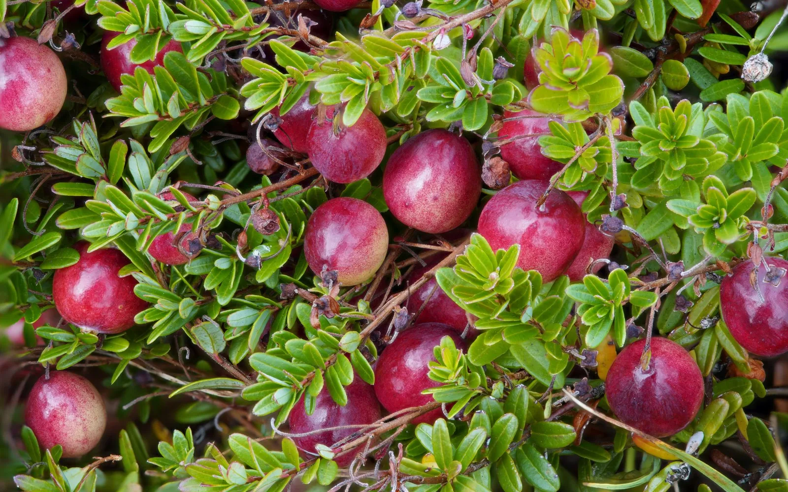 What is Cranberry Extract %40 Proanthocyanidins? Benefits, Usage, and Usage Rate in Dietary Supplements