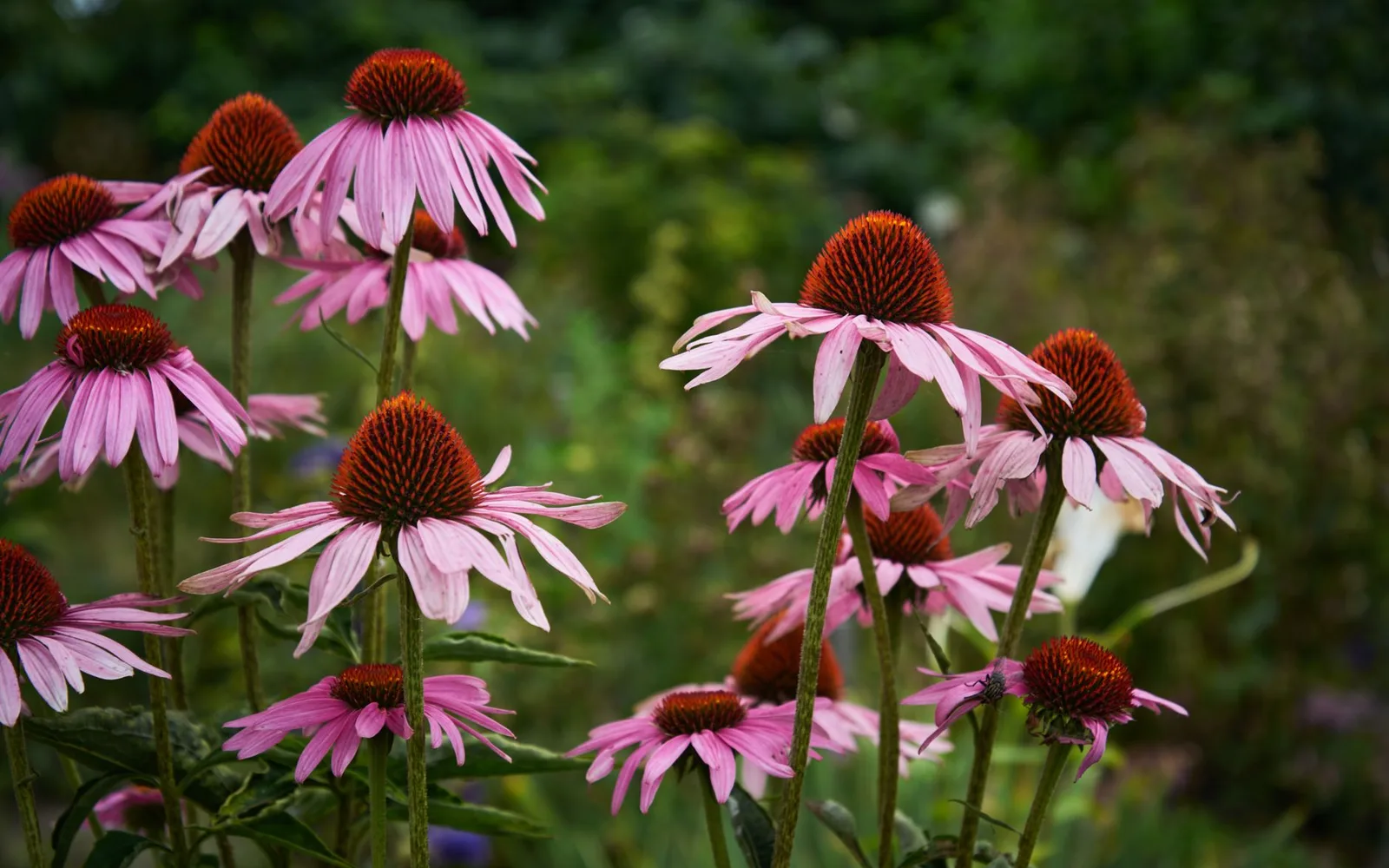 What is Echinacea Extract %5 Polyphenols? Benefits, Usage, and Dosage in Dietary Supplements