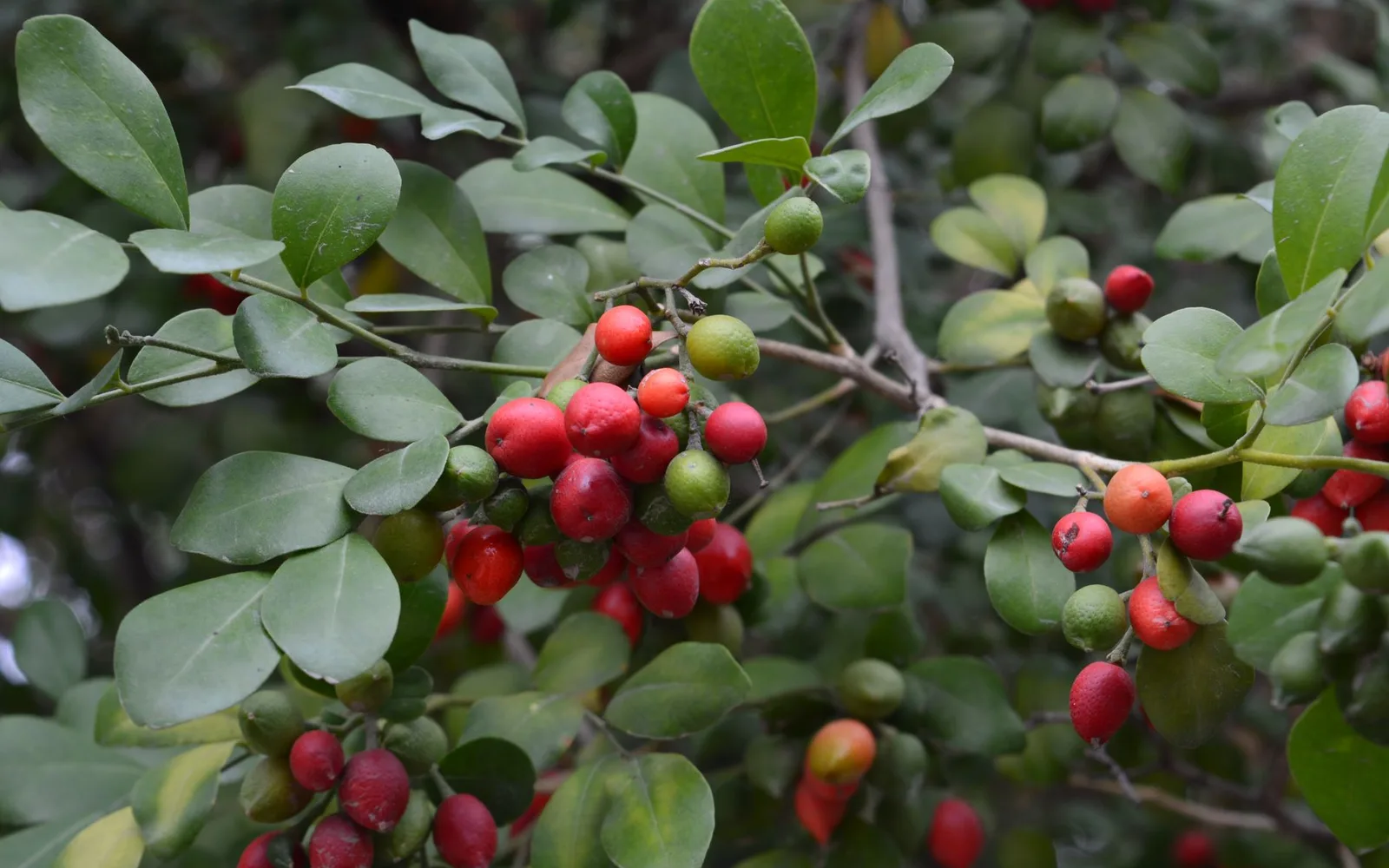 What is Embilica Extract %30 Tannin? Benefits, Usage, and Dosage in Dietary Supplements