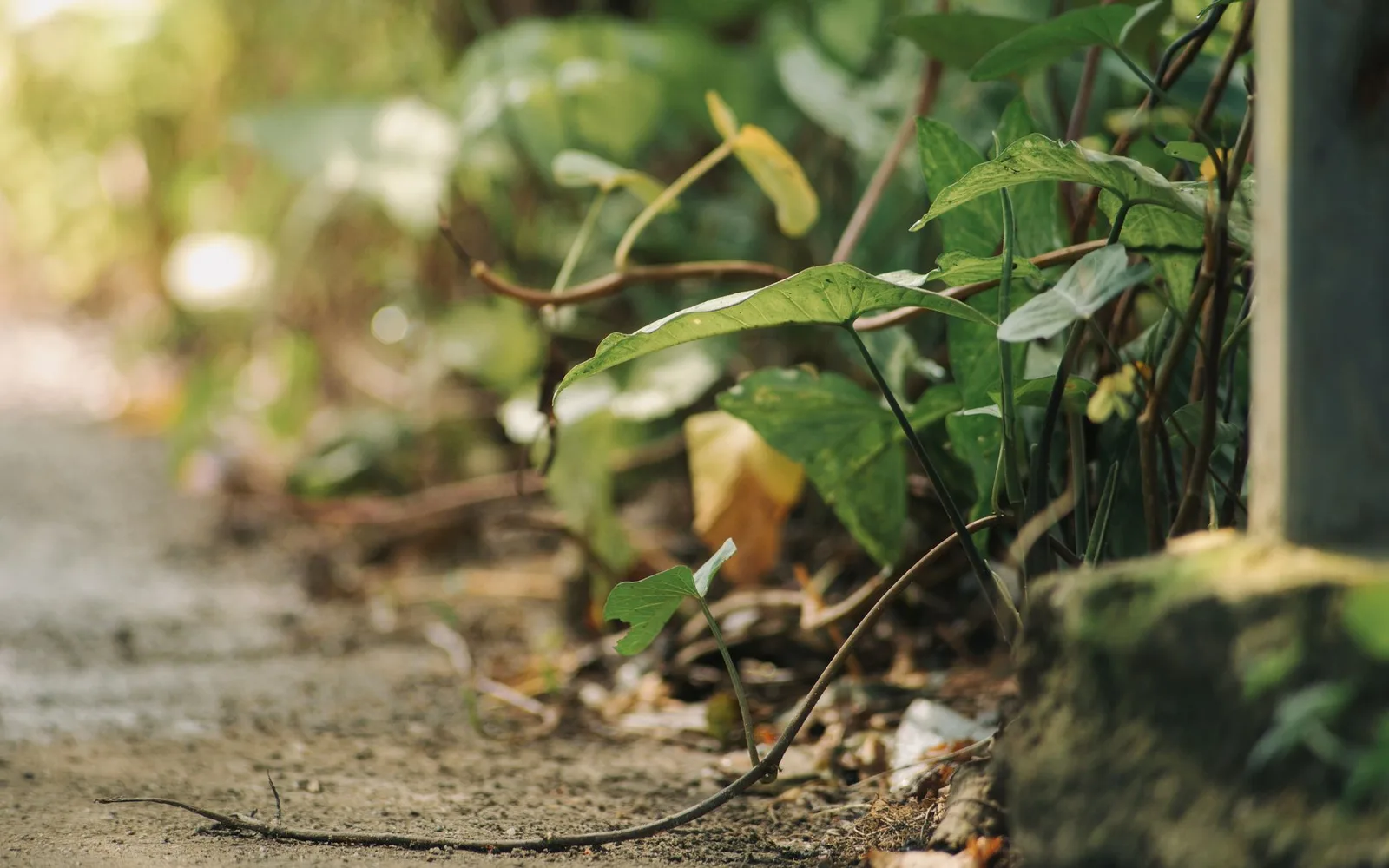 What is Epimedium Extract %10 Icariins? Benefits, Usage, and Dosage in Dietary Supplements