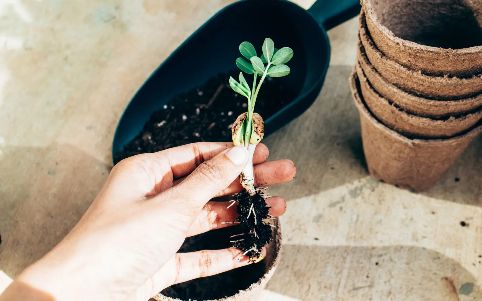 What is Fenugreek Extract 10:1? Benefits, Usage, and Dosage in Dietary Supplements
