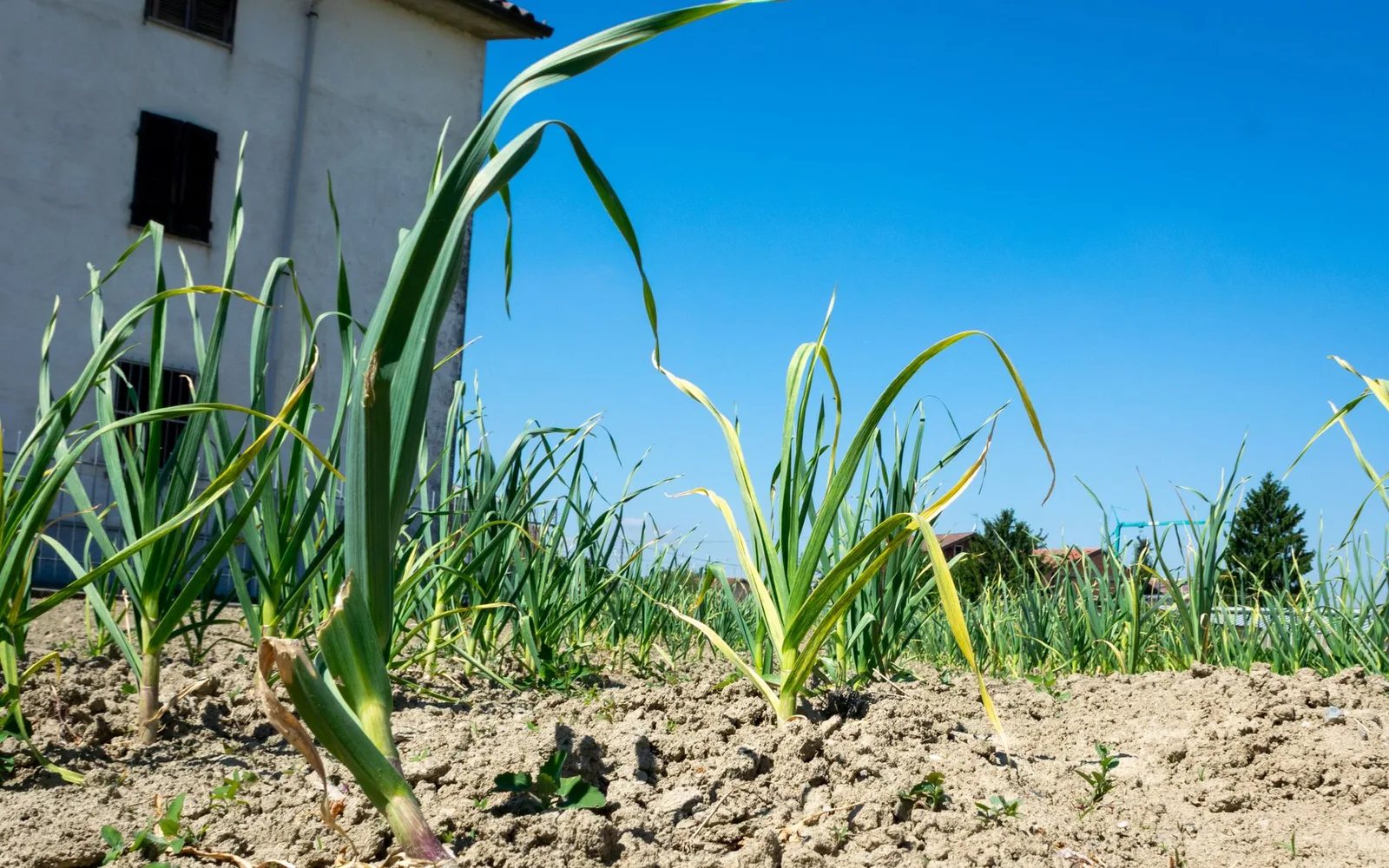 What is Garlic Extract 5% Allicin? Benefits, Usage, and Dosage in Dietary Supplements