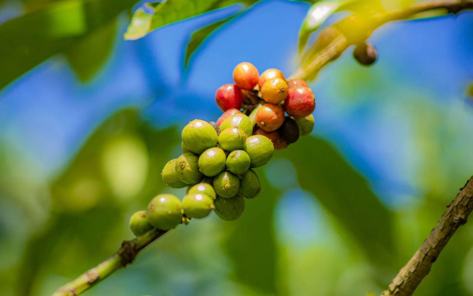 What is Green Coffee Extract %50 Chlorogenic Acid? Benefits, Usage, and Dosage in Dietary Supplements