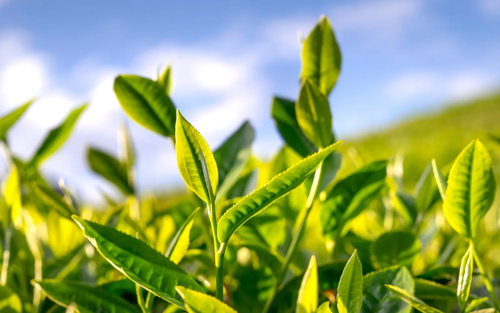 What is Green Tea Extract %80 Polyphenol? Benefits, Usage, and Dosage in Dietary Supplements