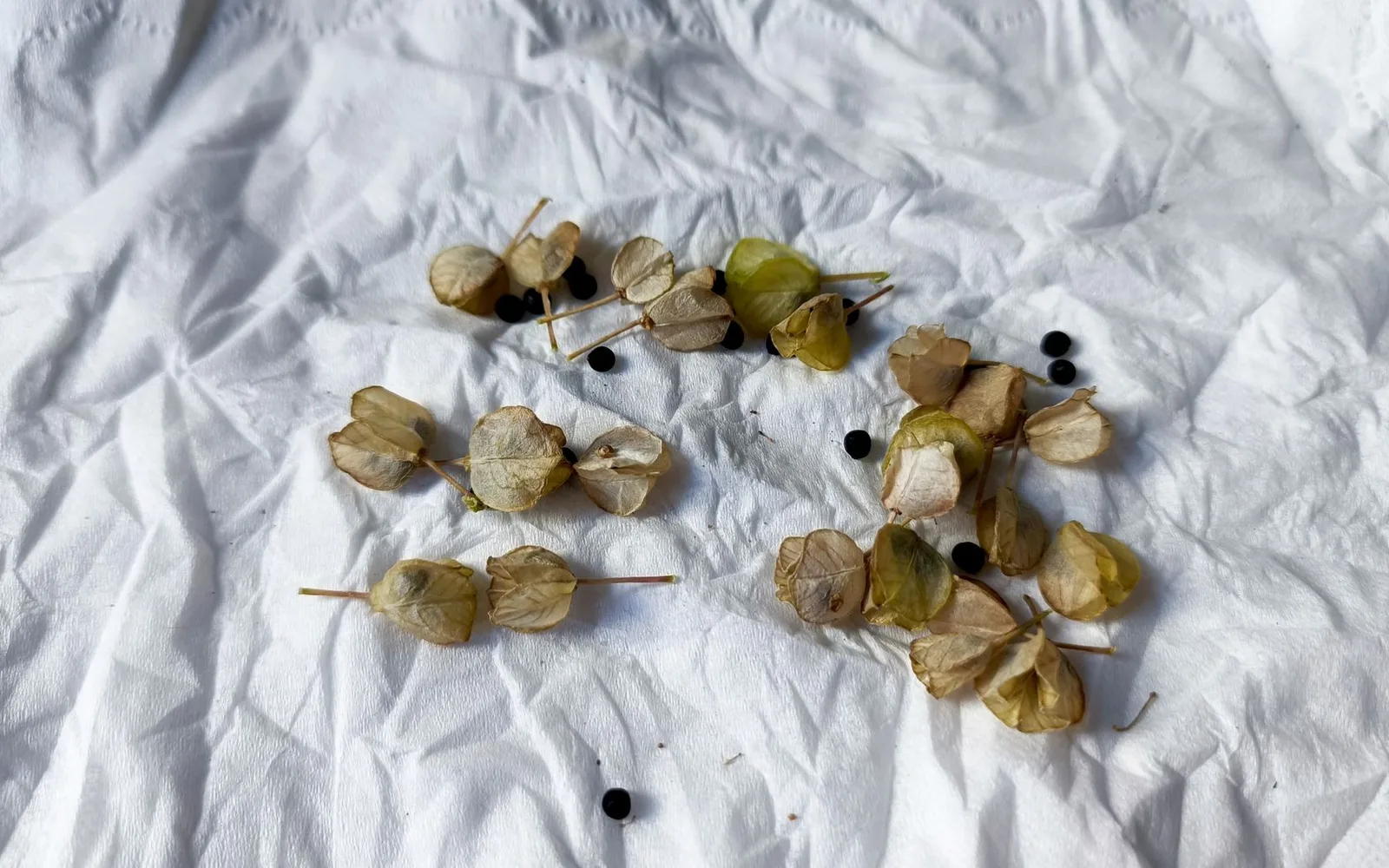 What is Griffonia Seed Extract? Benefits, Usage, and Usage Rate in Dietary Supplements