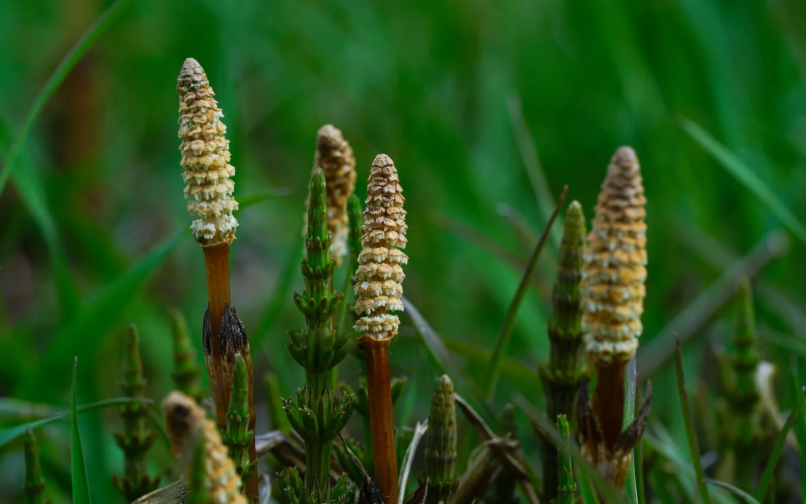 What is Horsetail Extract? Benefits, Usage, and Dosage in Dietary Supplements