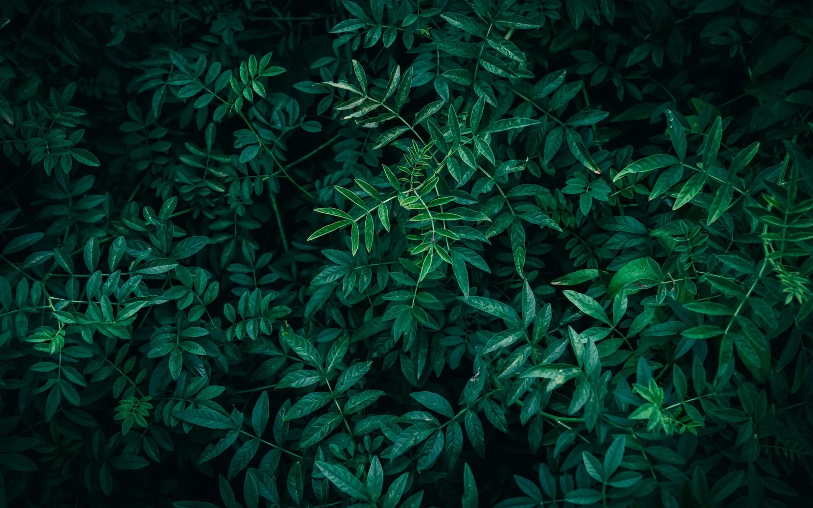 What is Licorice Root Extract %1 Glycyrrhizinic Acid? Benefits, Usage, and Usage Rate in Dietary Supplements