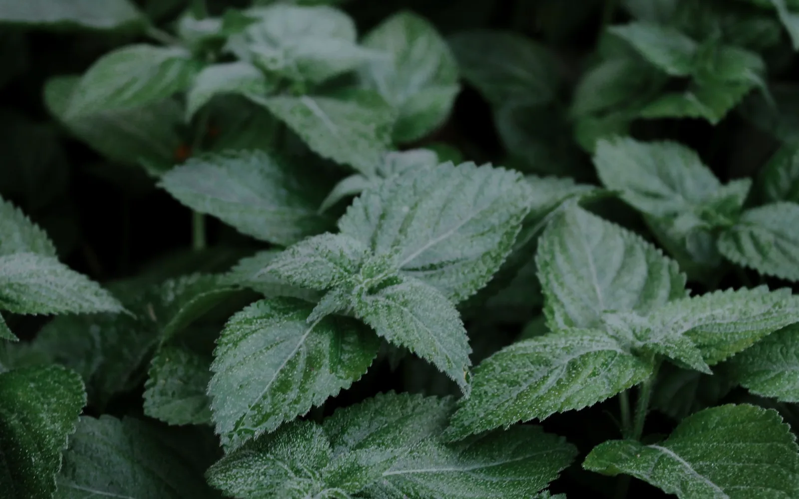 Melissa Extract %2 Rosmarinic Acid: What Is It? Benefits, Usage, and Dosage in Dietary Supplements