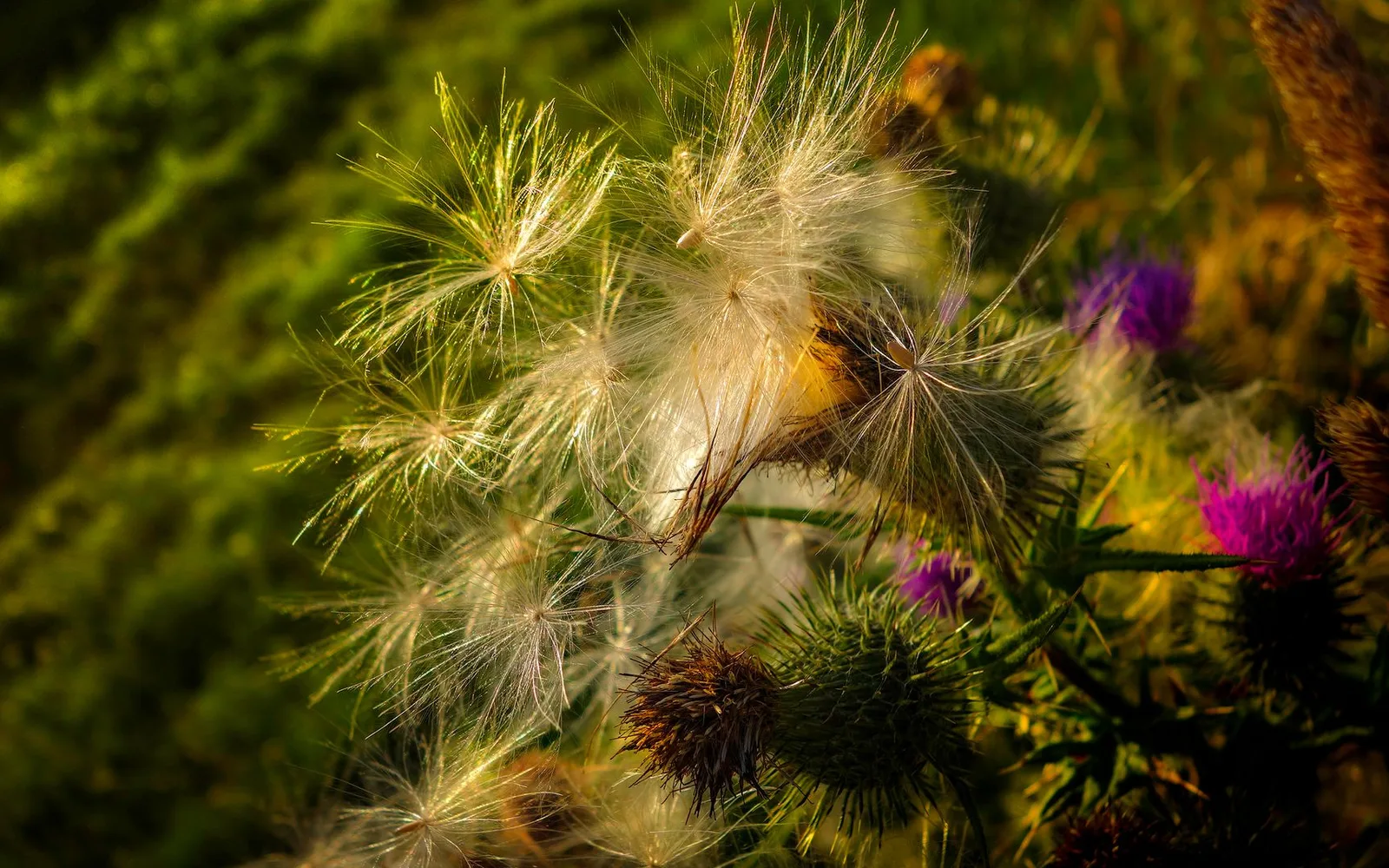 What is Milk Thistle Extract %80 Silymarin? Benefits, Usage, and Dosage in Dietary Supplements