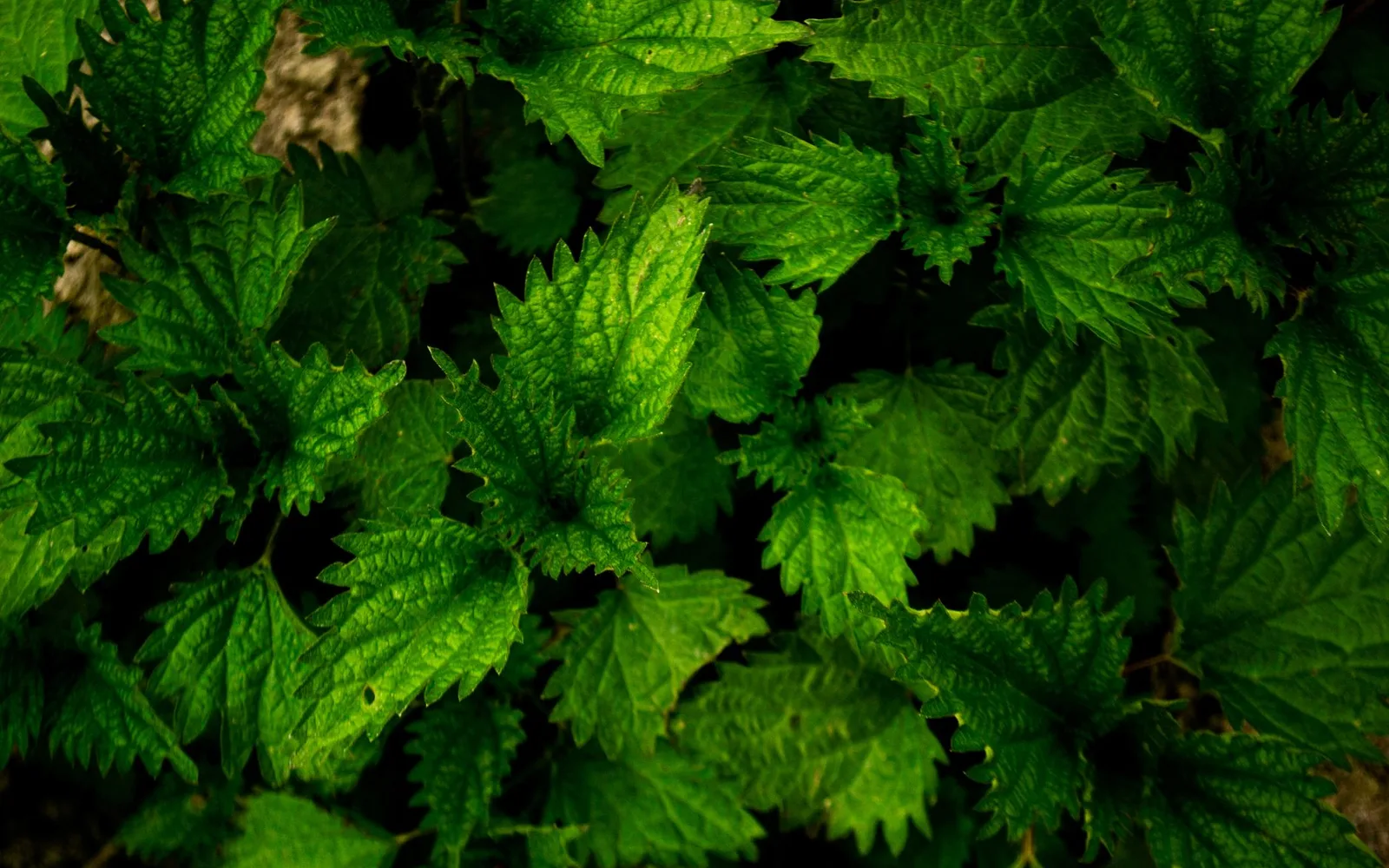 What is Nettle Root Extract %0.8 Total Sterol? Benefits, Usage, and Dosage in Dietary Supplements
