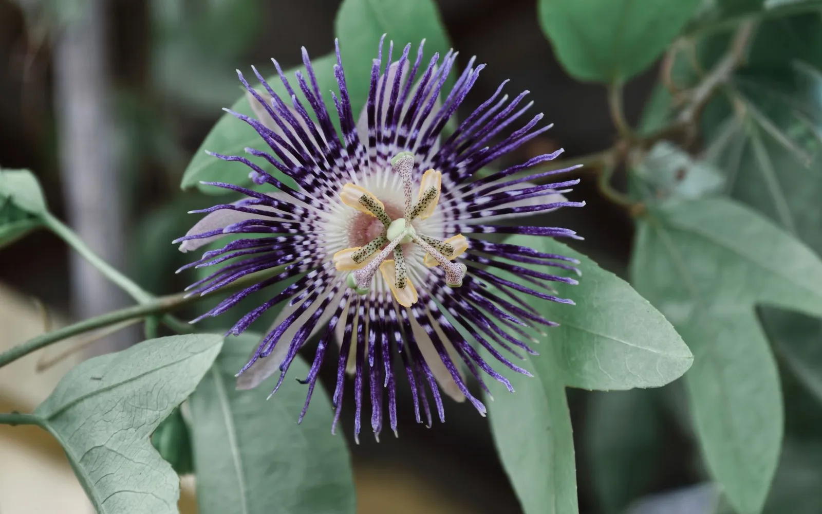 What is Passiflora Extract 10% Flavon? Benefits, Usage, and Dosage in Dietary Supplements