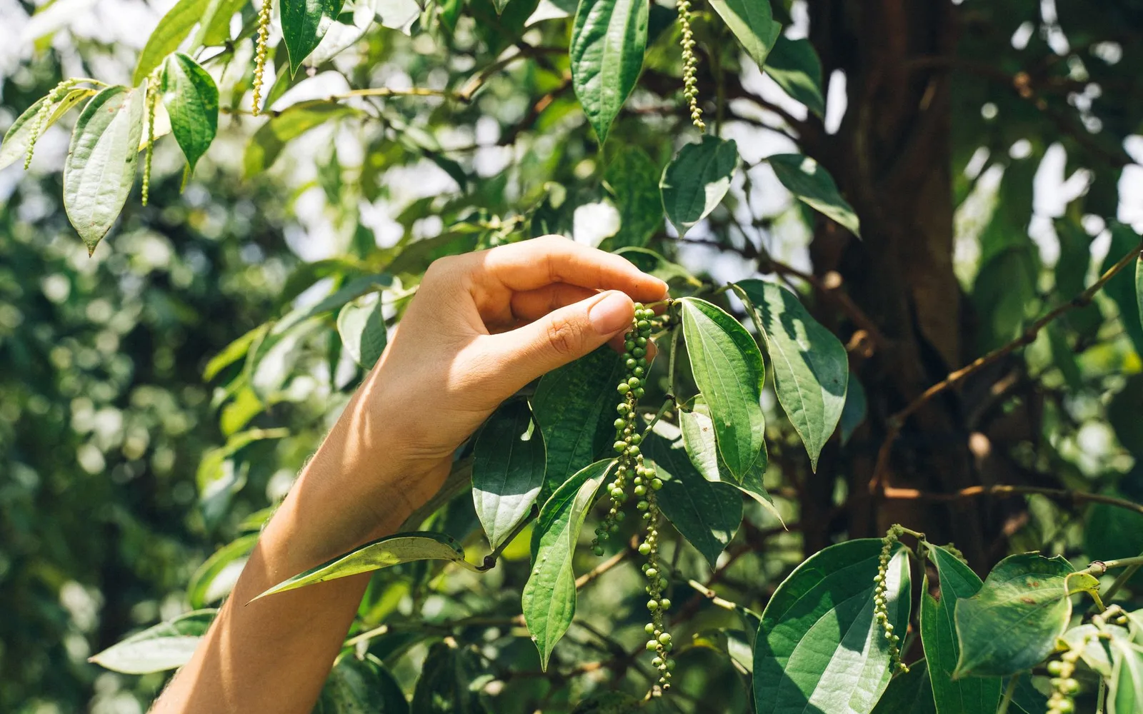 Qu'est-ce que l'Extrait de Piper Nigrum à 95% de Pipérine ? Bienfaits, Utilisation et Taux d'Utilisation dans les Compléments Alimentaires
