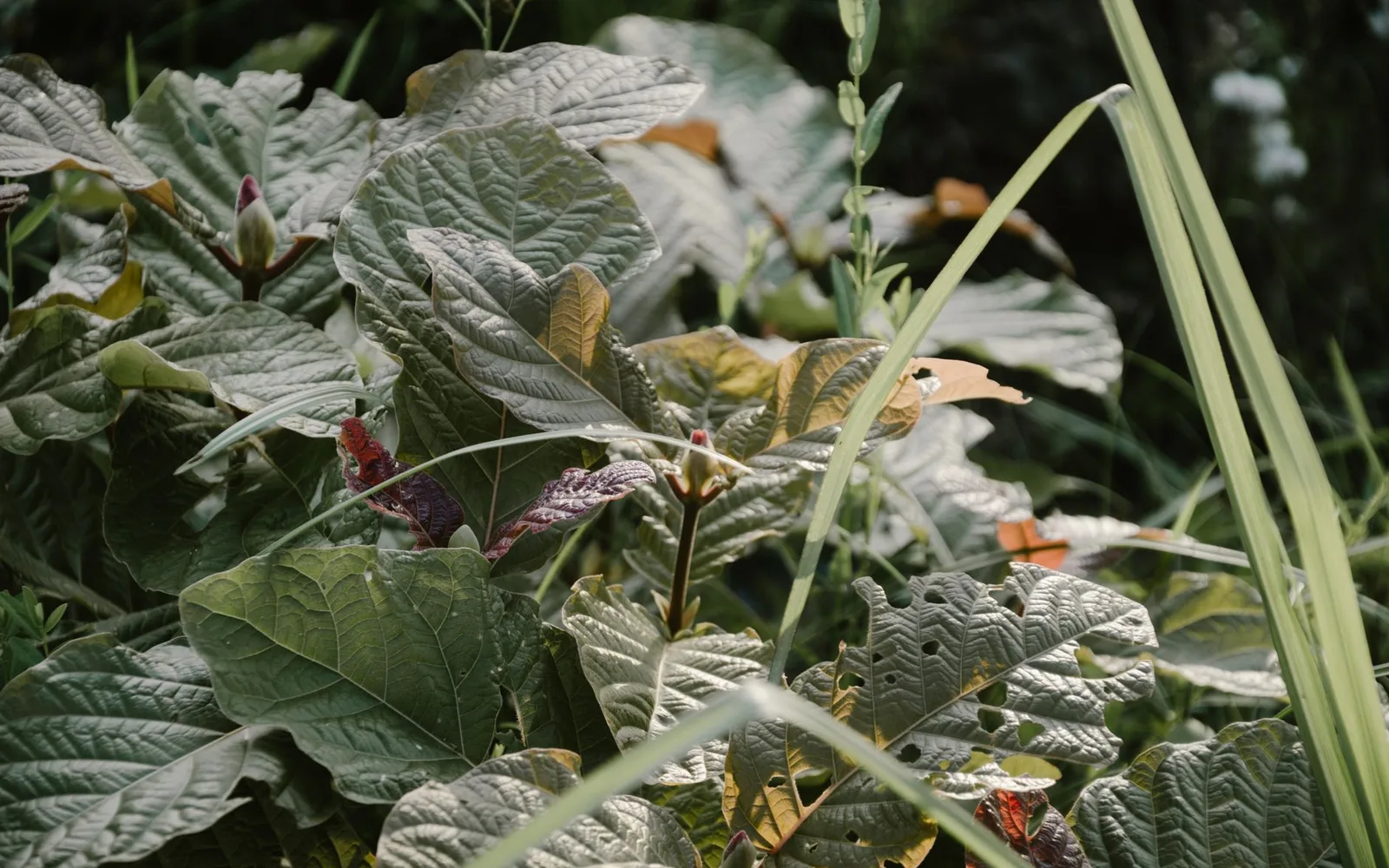 Что такое экстракт Polygonum Cuspidatum 25:1? Преимущества, применение и дозировка в пищевых добавках