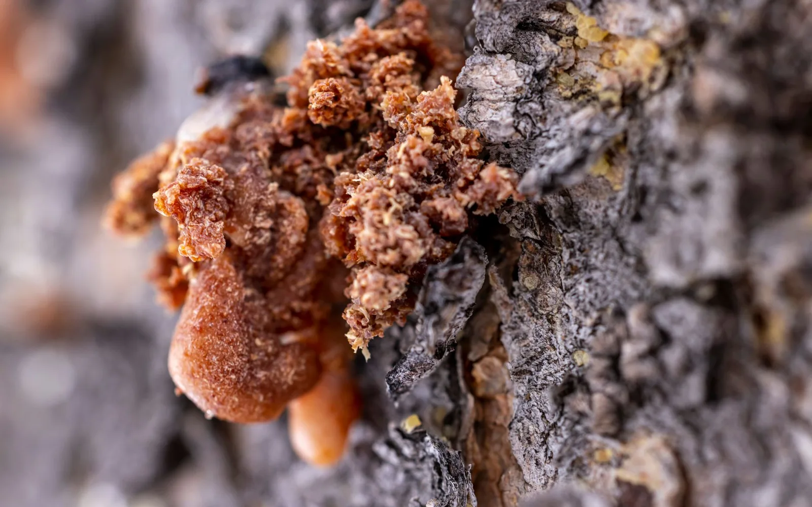 Propolis Extract 10:1 Nedir? Faydaları, Kullanımı ve Takviye Gıdada Kullanım Oranı