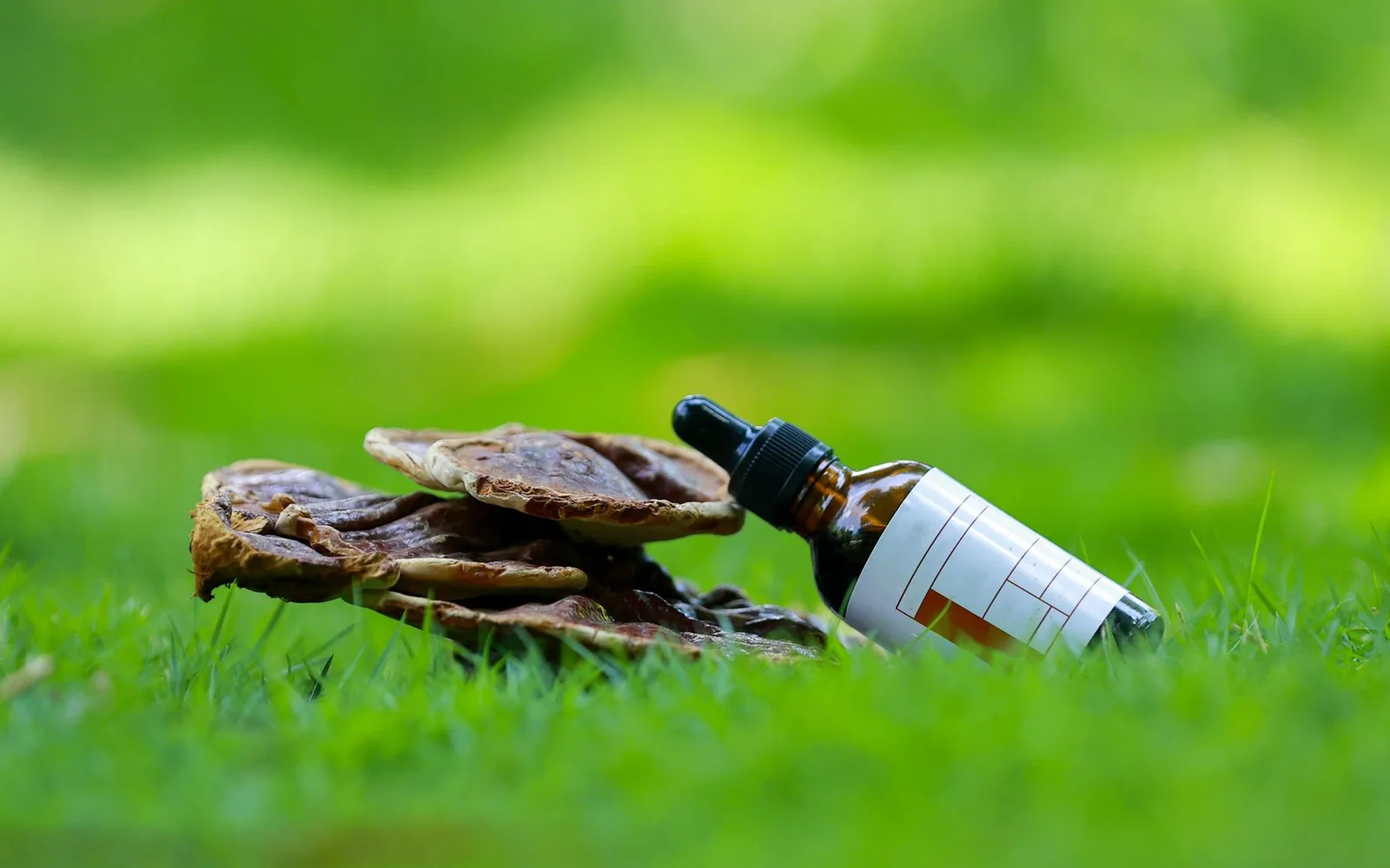 What is Reishi Mushroom Extract? Benefits, Usage, and Dosage in Dietary Supplements