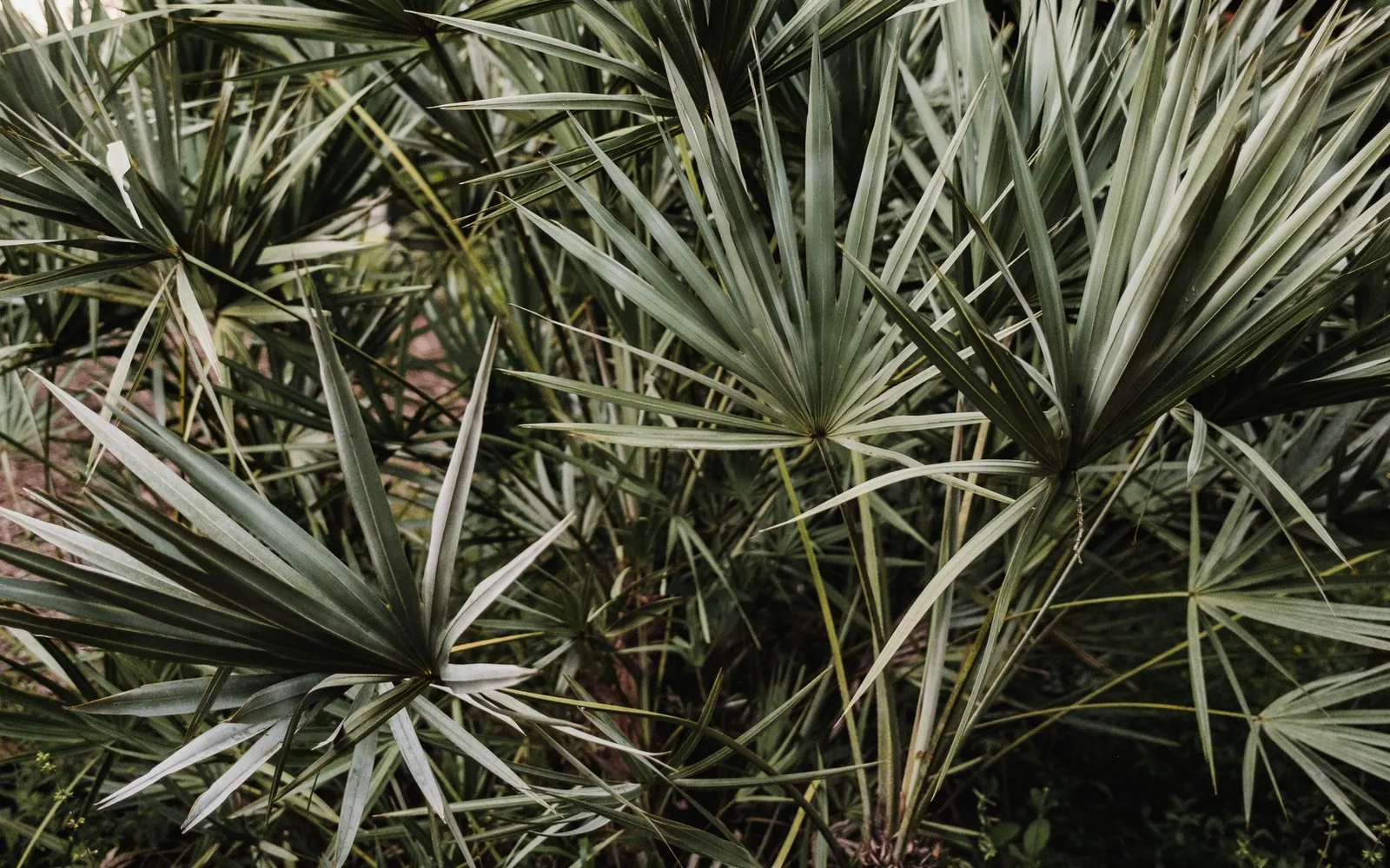 Saw Palmetto Extract %45 Fatty Acids Nedir? Faydaları, Kullanımı ve Takviye Gıdada Kullanım Oranı