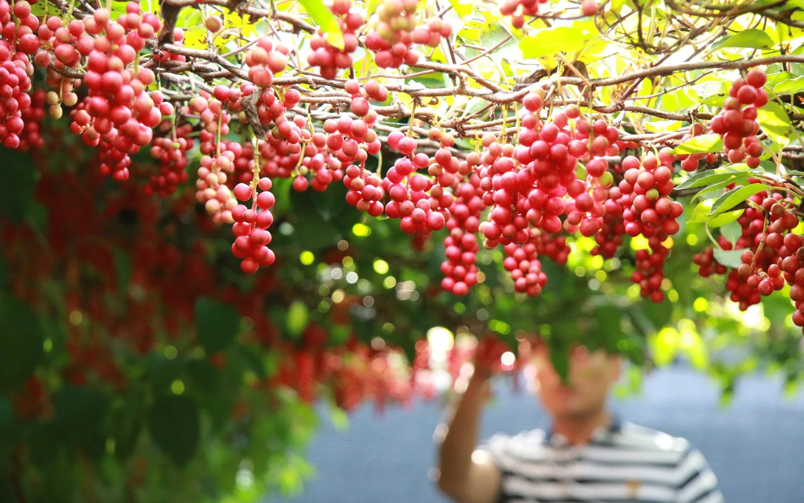 What is Schisandra Extract? Benefits, Usage, and Dosage in Dietary Supplements