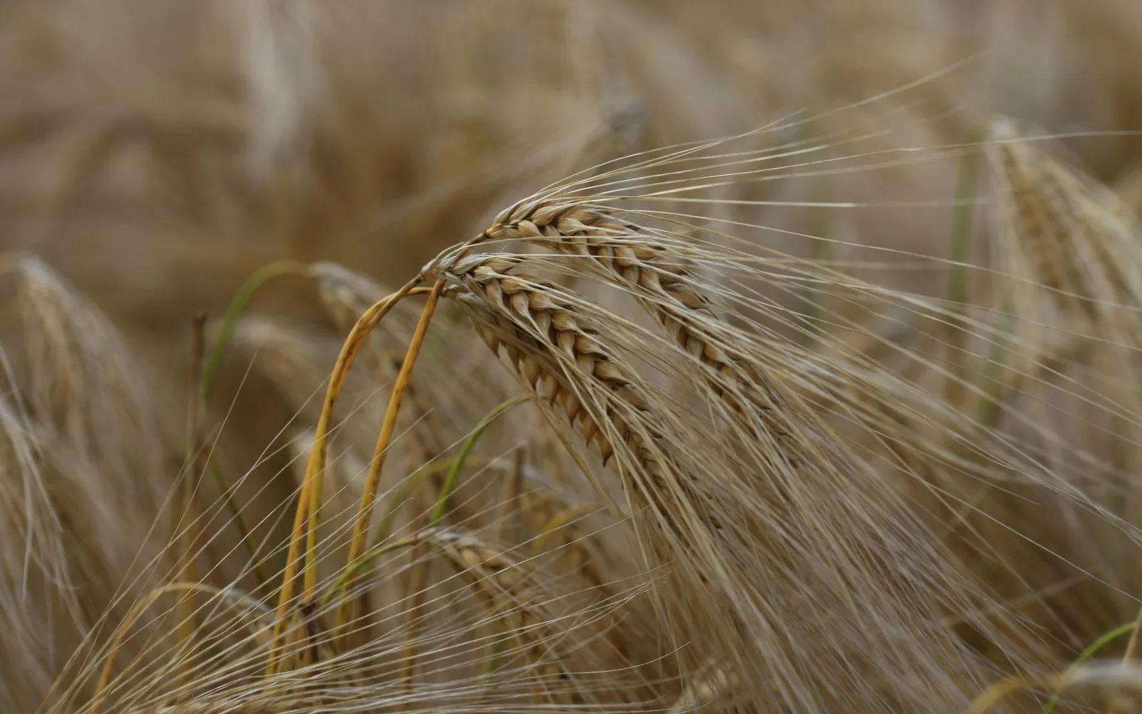 Secale Cereale Extract 4:1 Nedir? Faydaları, Kullanımı ve Takviye Gıdada Kullanım Oranı