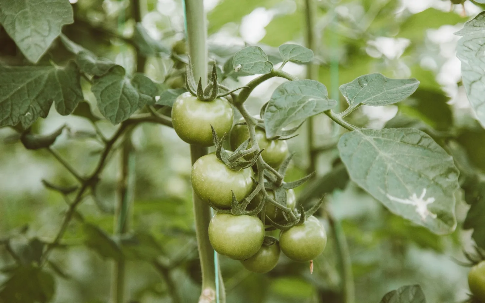 Tomato Extract - %5 Lycopene Nedir? Faydaları, Kullanımı ve Takviye Gıdada Kullanım Oranı