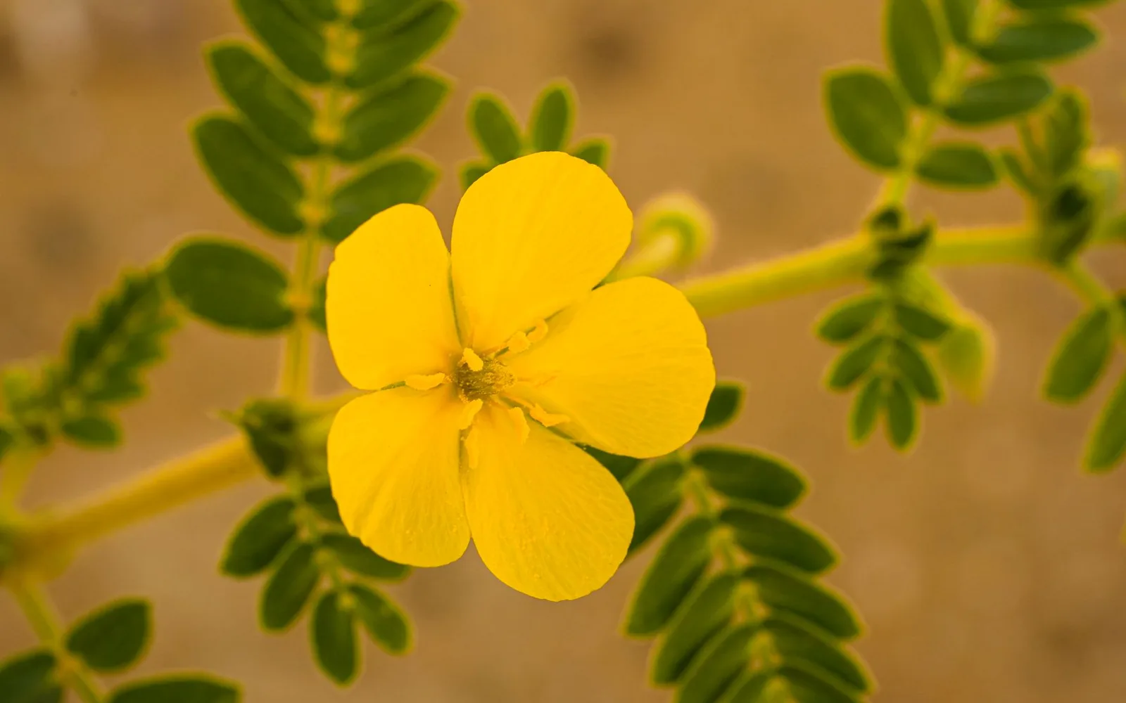 What is Tribulus Terrestris Extract 60% Saponins? Benefits, Usage, and Dosage in Dietary Supplements