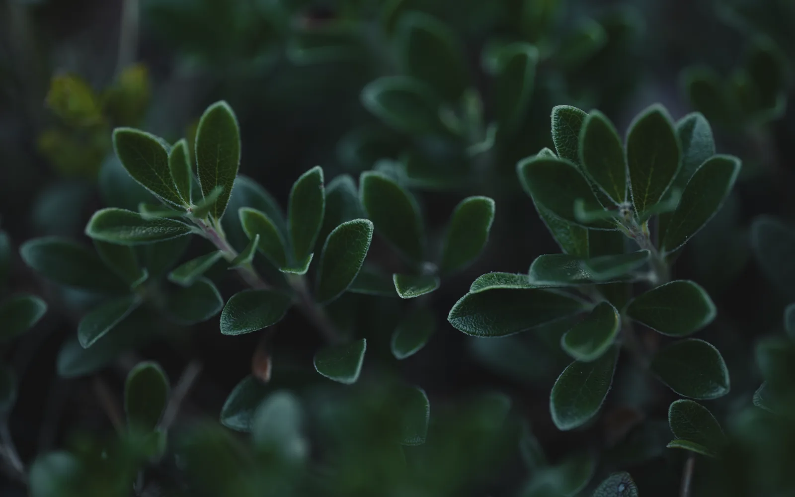 What is Uva Ursi Extract %20 Arbutin? Benefits, Usage, and Dosage in Dietary Supplements