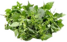 URTICA DIODICA EXTRACT %0.8 TOTAL STEROL - 1